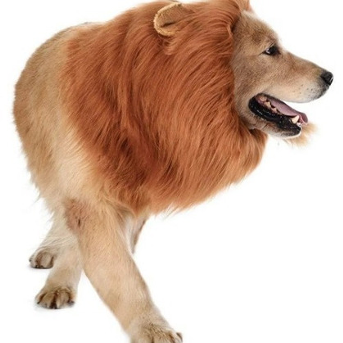 Peluca De León Para Perros Diversión Asegurada Santiago 27