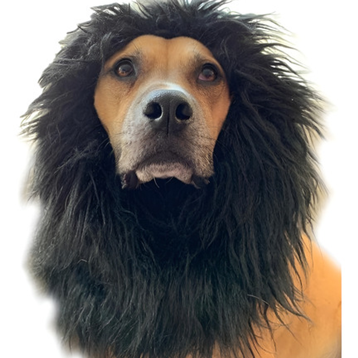 Peluca De León Para Perros Diversión Asegurada Santiago 29