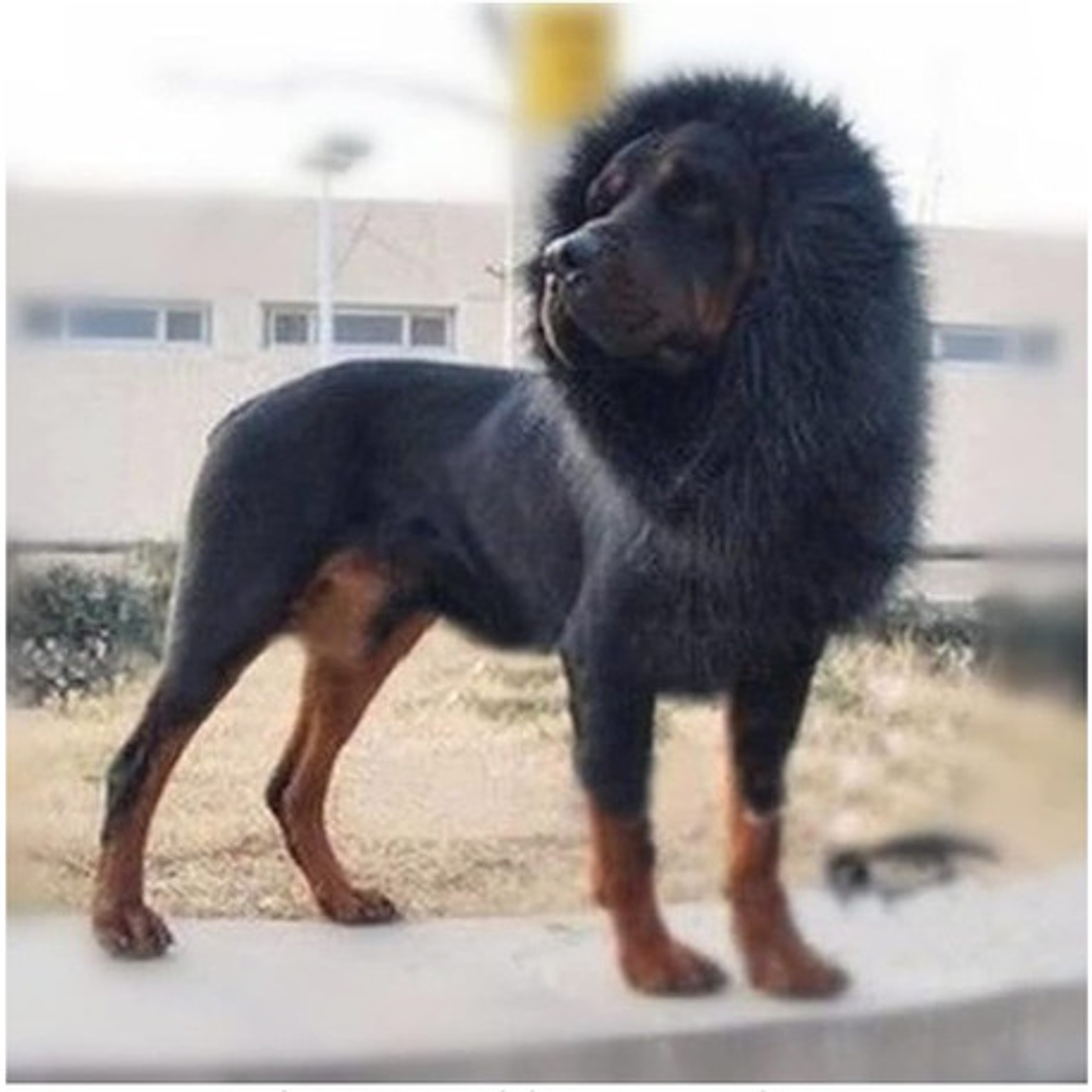 Peluca De León Para Perros Diversión Asegurada Santiago 31