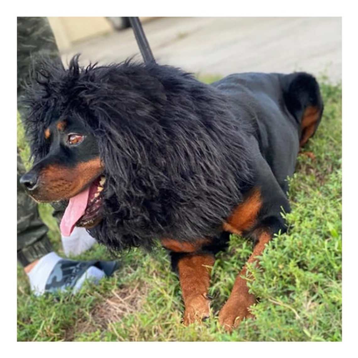 Peluca De León Para Perros Diversión Asegurada Santiago 40