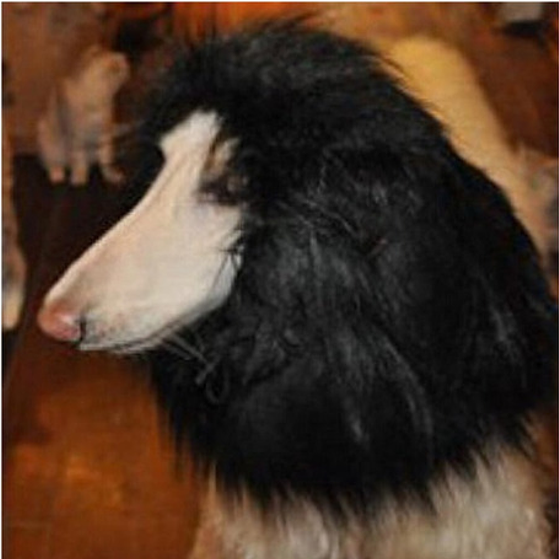 Peluca De León Para Perros Diversión Asegurada Santiago 42