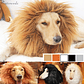 Peluca De León Para Perros Diversión Asegurada Santiago - Miniatura 71