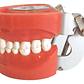 Arcada Modelo Dental Tipo Nissin 32 Piezas Encía Dura Stgo. - Miniatura 1