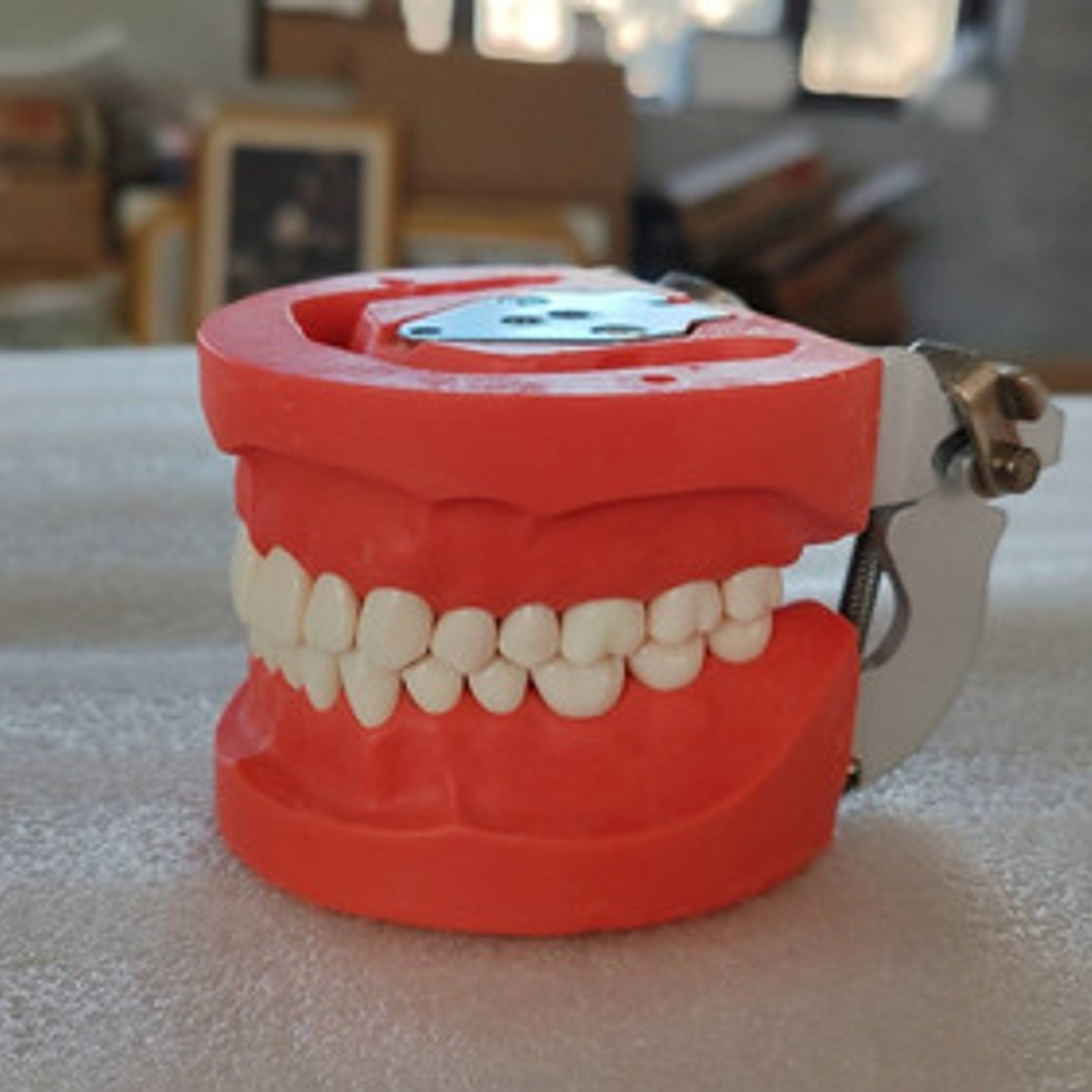 Arcada Modelo Dental Tipo Nissin 32 Piezas Encía Dura Stgo. 4