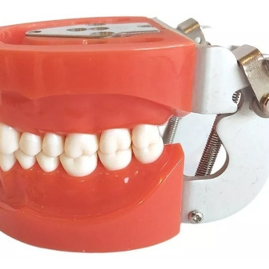 Arcada Modelo Dental Tipo Nissin 32 Piezas Encía Dura Stgo. 5
