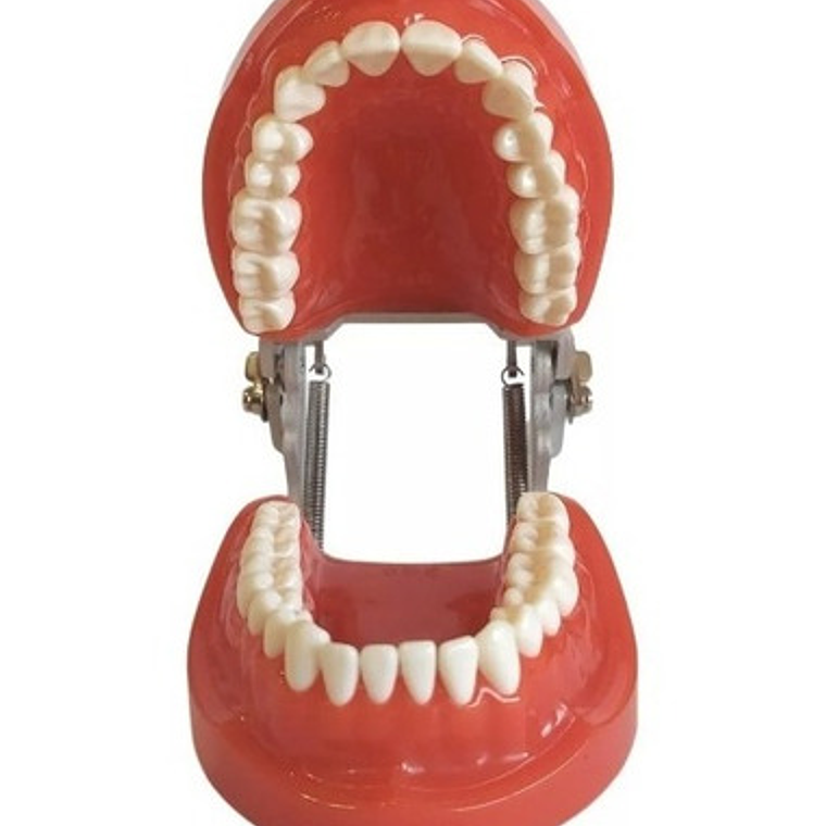 Arcada Modelo Dental Tipo Nissin 32 Piezas Encía Dura Stgo. 6