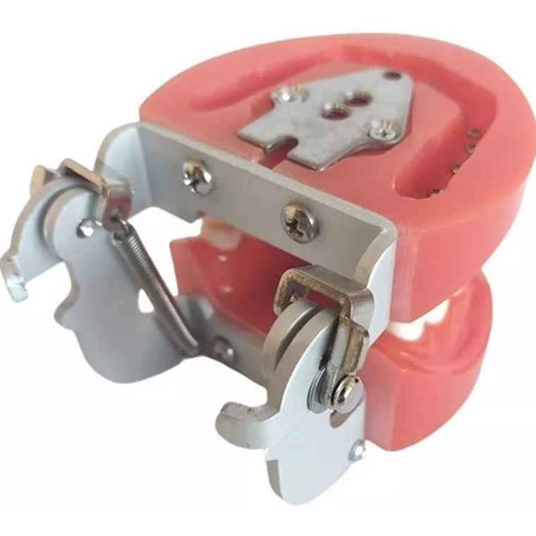 Arcada Modelo Dental Tipo Nissin 32 Piezas Encía Dura Stgo. 8