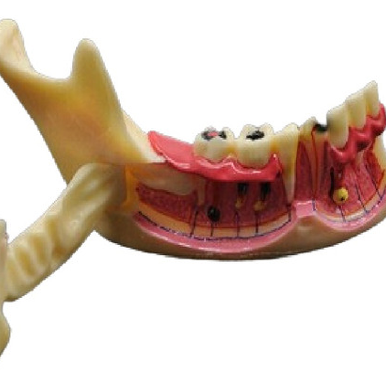 Modelo Dental Hemimandíbula Desmontable Enseñanza Santiago 1