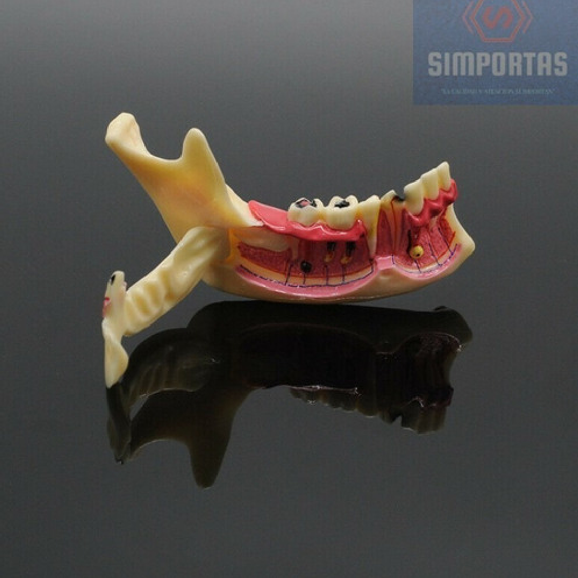 Modelo Dental Hemimandíbula Desmontable Enseñanza Santiago 2