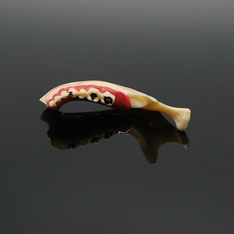 Modelo Dental Hemimandíbula Desmontable Enseñanza Santiago 5