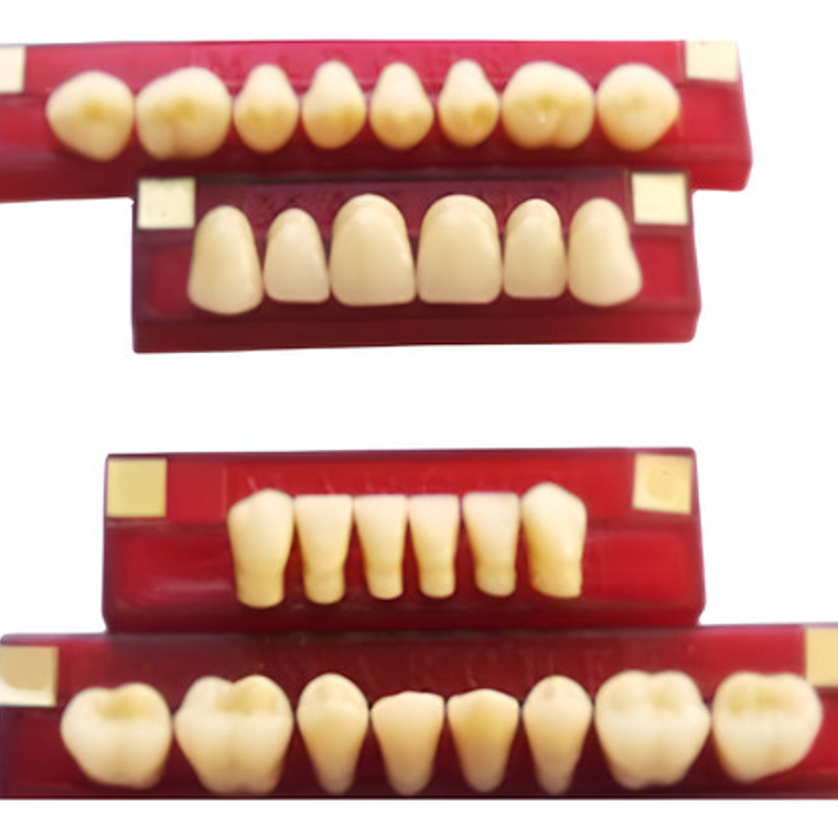 Tableta De Dientes De Acrílico Marche Anteriores Superiores 1