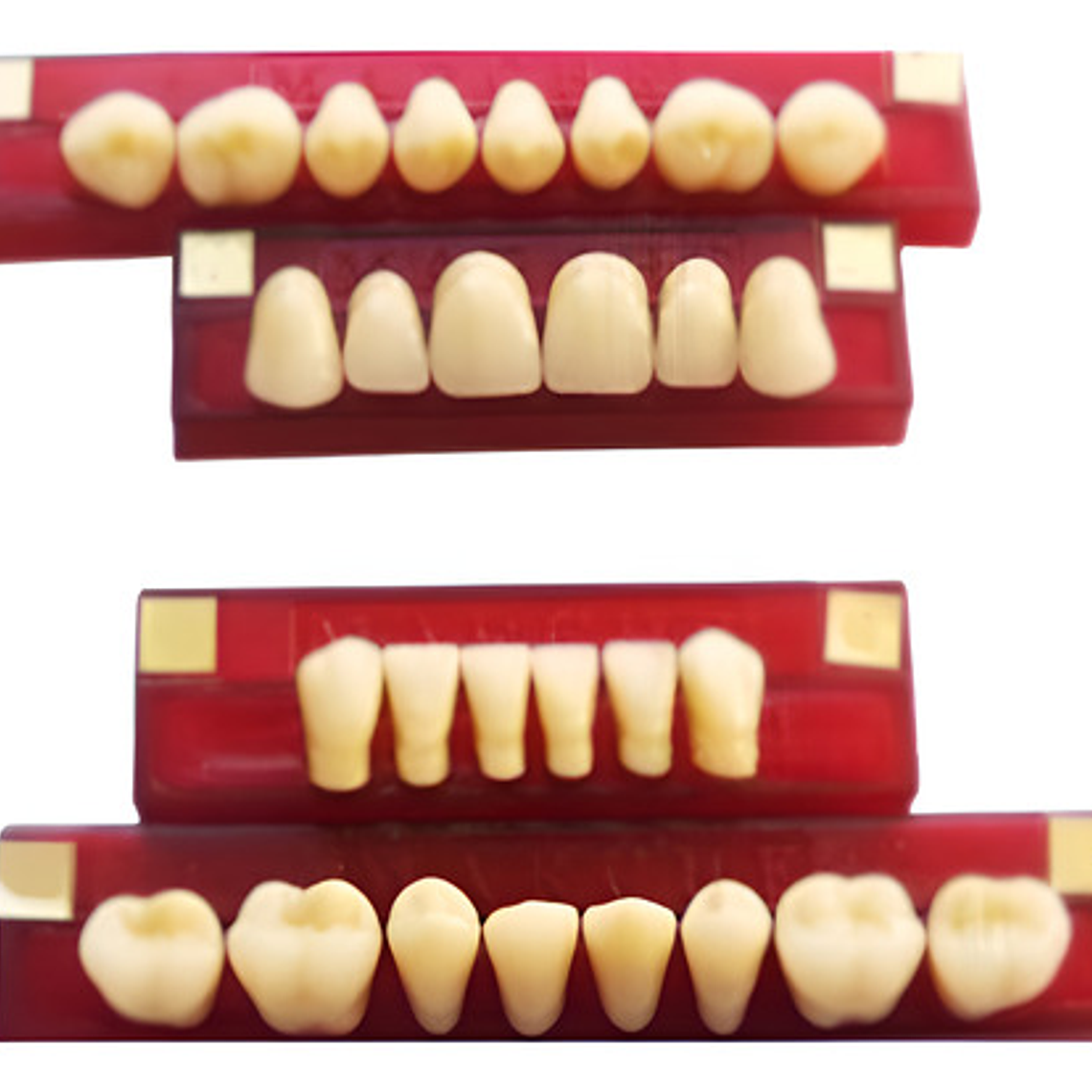 Tableta De Dientes De Acrílico Marche Anteriores Inferiores 1