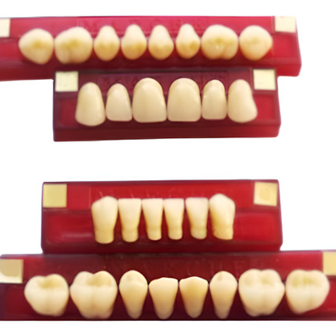 Tableta De Dientes De Acrílico Marche Anteriores Inferiores 2
