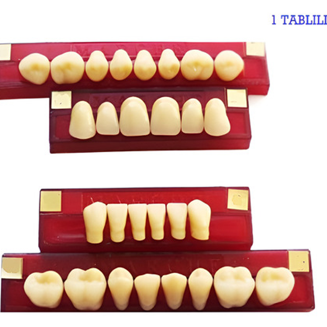 Tableta De Dientes De Acrílico Marche Posteriores Inferiores 2