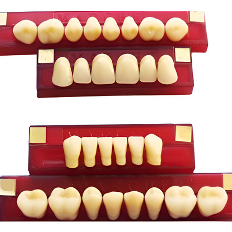 Tableta De Dientes De Acrílico Marche Posteriores Superiores 1