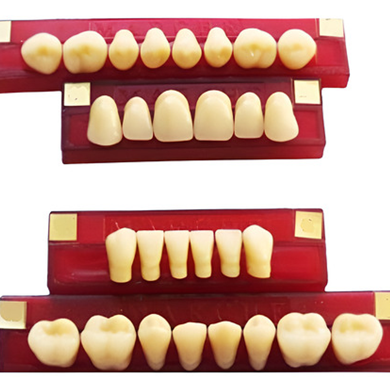 Tableta De Dientes De Acrílico Marche Posteriores Superiores 2