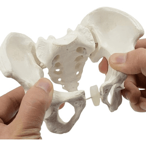 Pelvis Masculina Humana Modelo Anatómico Calidad Stgo. 