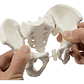Pelvis Masculina Humana Modelo Anatómico Calidad Stgo.  - Miniatura 1