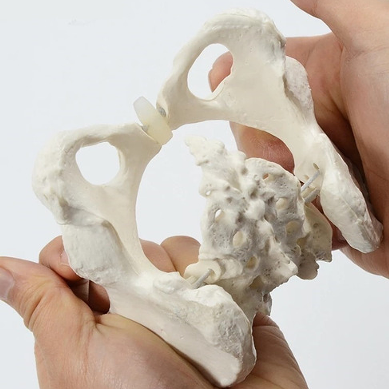 Pelvis Masculina Humana Modelo Anatómico Calidad Stgo.  2