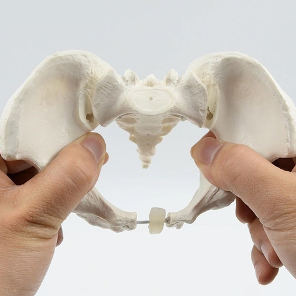 Pelvis Masculina Humana Modelo Anatómico Calidad Stgo.  5