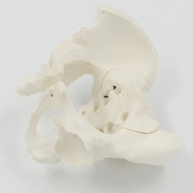 Pelvis Masculina Humana Modelo Anatómico Calidad Stgo.  6