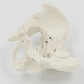 Pelvis Masculina Humana Modelo Anatómico Calidad Stgo.  - Miniatura 6