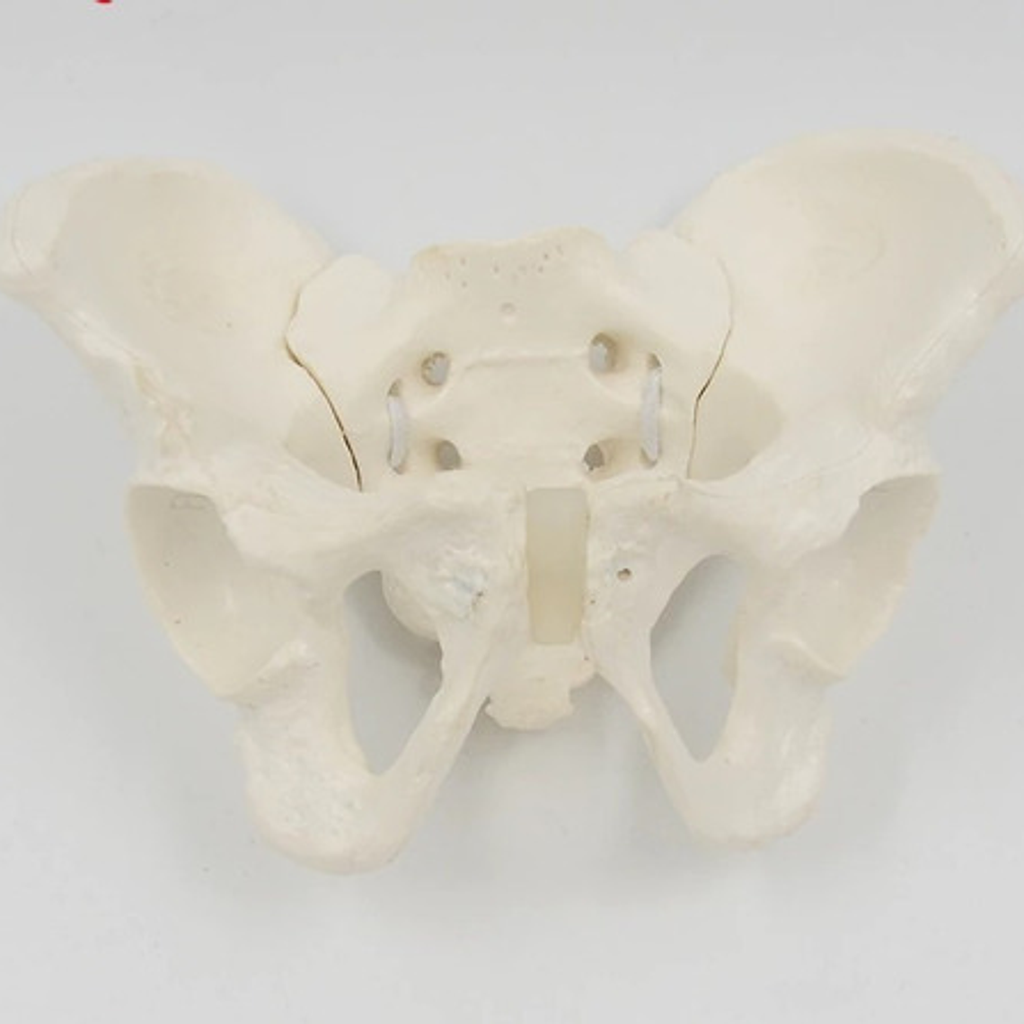 Pelvis Masculina Humana Modelo Anatómico Calidad Stgo.  7