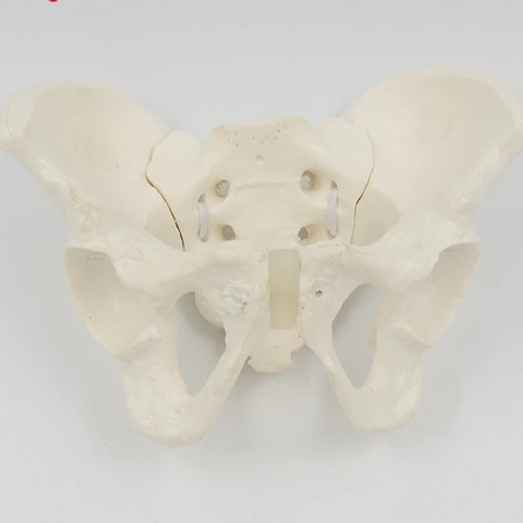 Pelvis Masculina Humana Modelo Anatómico Calidad Stgo.  7