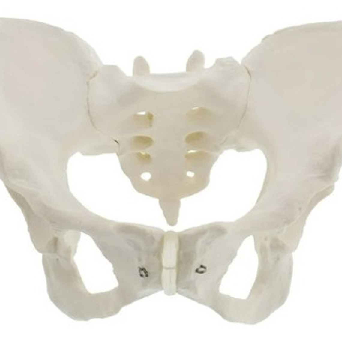 Pelvis Masculina Humana Modelo Anatómico Calidad Stgo.  9