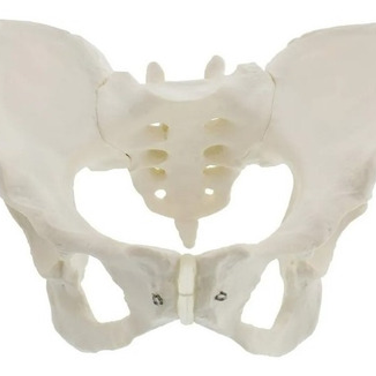 Pelvis Masculina Humana Modelo Anatómico Calidad Stgo.  9