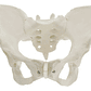 Pelvis Masculina Humana Modelo Anatómico Calidad Stgo.  - Miniatura 9