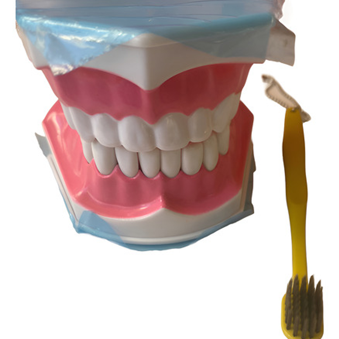 Modelo Anatómico Dental Grande 28 Dientes + Cepillo Pacard 1