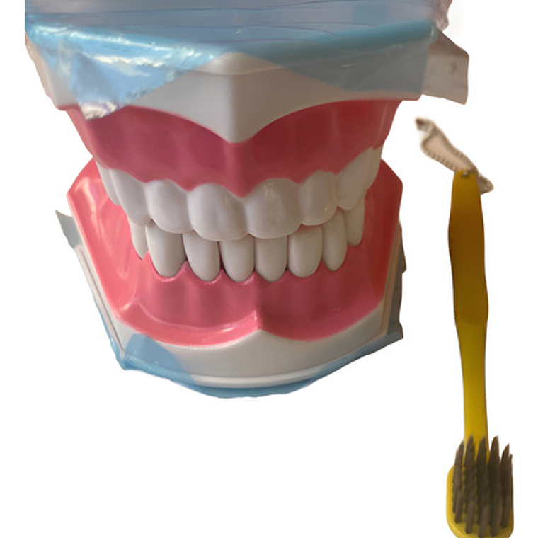 Modelo Anatómico Dental Grande 28 Dientes + Cepillo Pacard 1