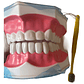 Modelo Anatómico Dental Grande 28 Dientes + Cepillo Pacard - Miniatura 4