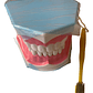 Modelo Anatómico Dental Grande 28 Dientes + Cepillo Pacard - Miniatura 5