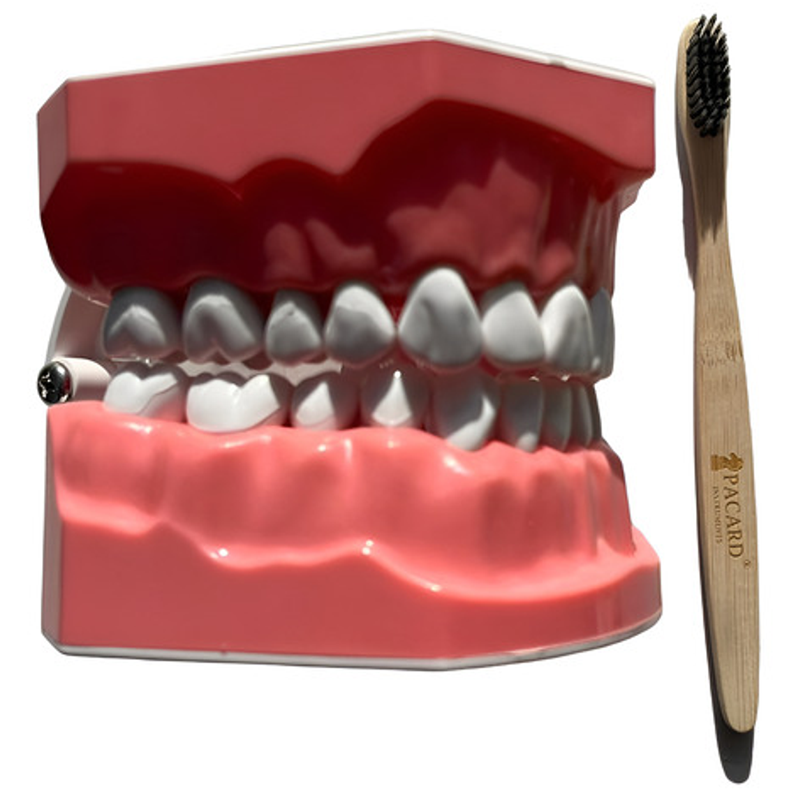 Modelo Anatómico Dental Grande 28 Dientes + Cepillo Pacard 6