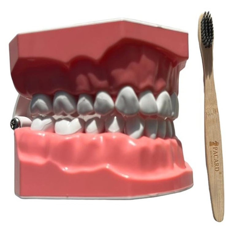 Modelo Anatómico Dental Grande 28 Dientes + Cepillo Pacard 7