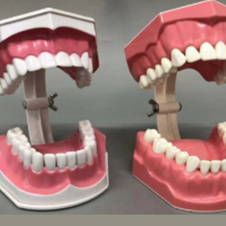 Modelo Anatómico Dental Grande 28 Dientes + Cepillo Pacard 8