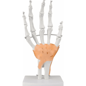 Mano Ligamentos Modelo Anatómico Calidad Despacho Express