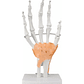Mano Ligamentos Modelo Anatómico Calidad Despacho Express - Miniatura 1