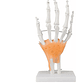 Mano Ligamentos Modelo Anatómico Calidad Despacho Express - Miniatura 3