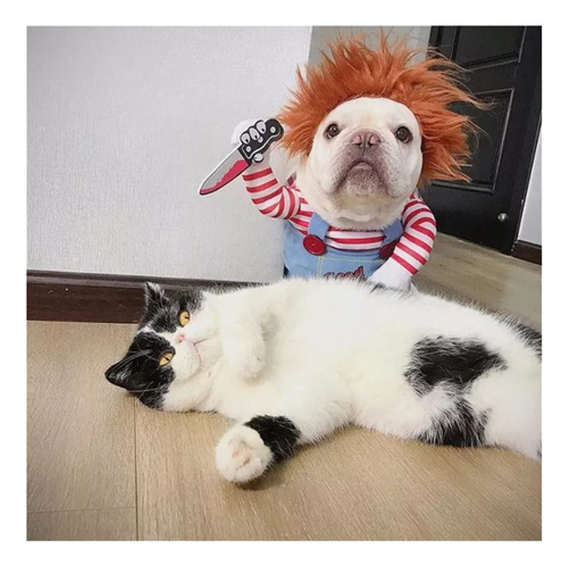 Disfraz Chucky Perros Gatos Halloween Tamaños 11