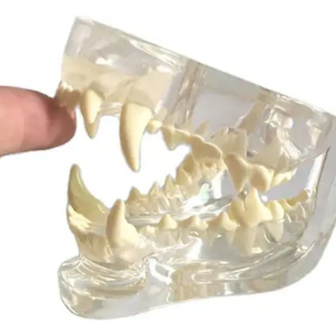 Modelo Dental Veterinario Gato Dentición Felinacalidad 1