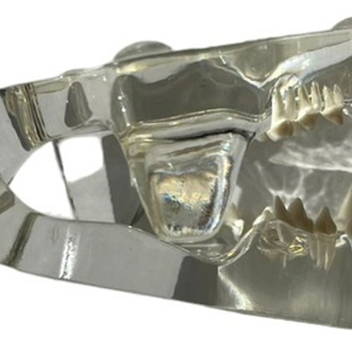 Modelo Dental Veterinario Gato Dentición Felinacalidad 2