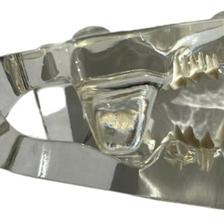 Modelo Dental Veterinario Gato Dentición Felinacalidad 2