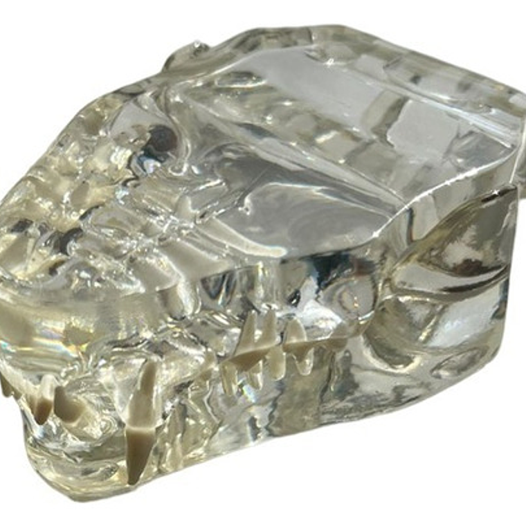 Modelo Dental Veterinario Gato Dentición Felinacalidad 3