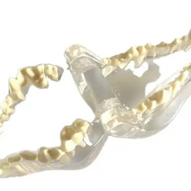 Modelo Dental Veterinario Gato Dentición Felinacalidad 6