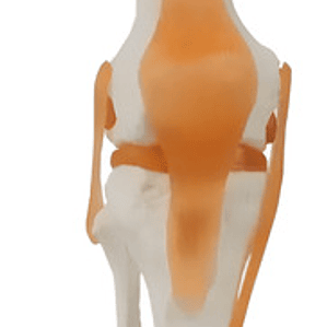 Modelo Anatómico De Estudio Rodilla Ligamentos 33cms