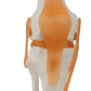 Modelo Anatómico De Estudio Rodilla Ligamentos 33cms - Miniatura 1