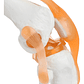 Modelo Anatómico De Estudio Rodilla Ligamentos 33cms - Miniatura 2